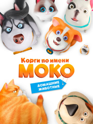 Корги по имени Моко. Домашние животные 